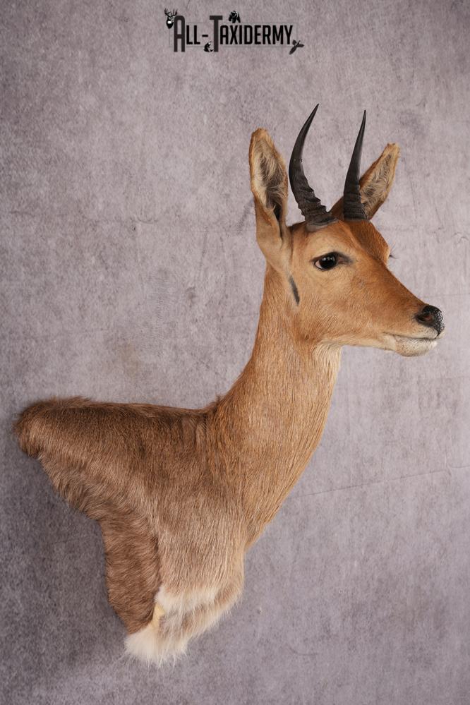 African Reedbuck taxidermy mount SKU 2543 - Image 5