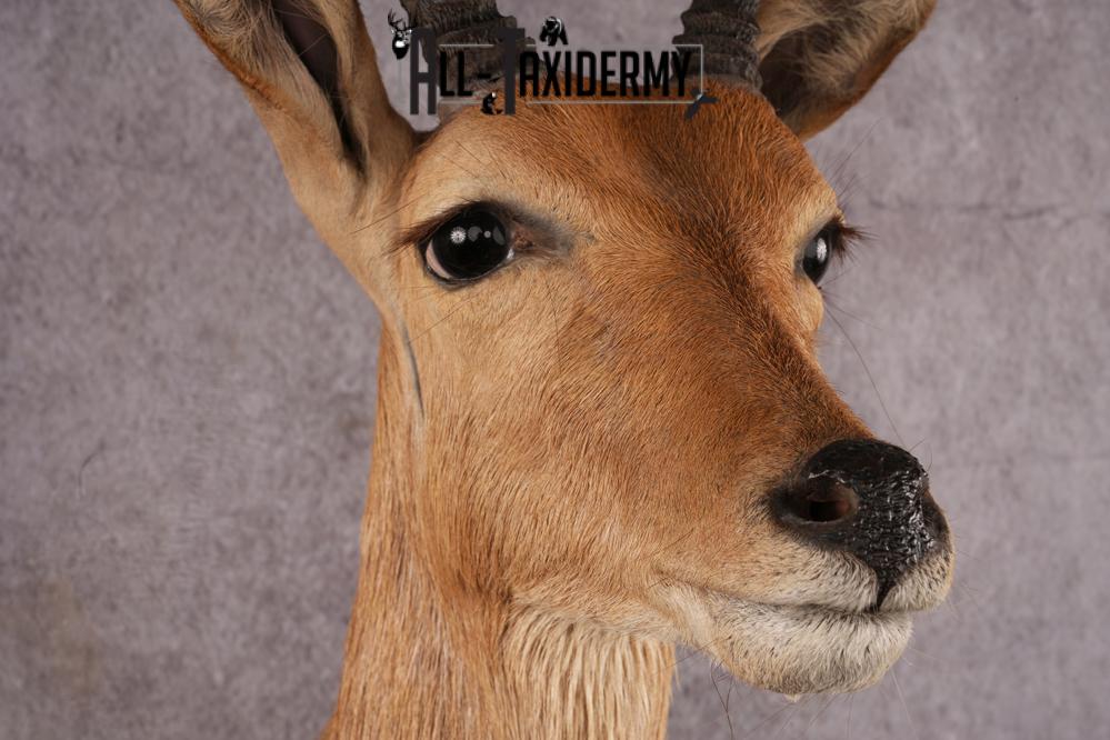 African Reedbuck taxidermy mount SKU 2543 - Image 3