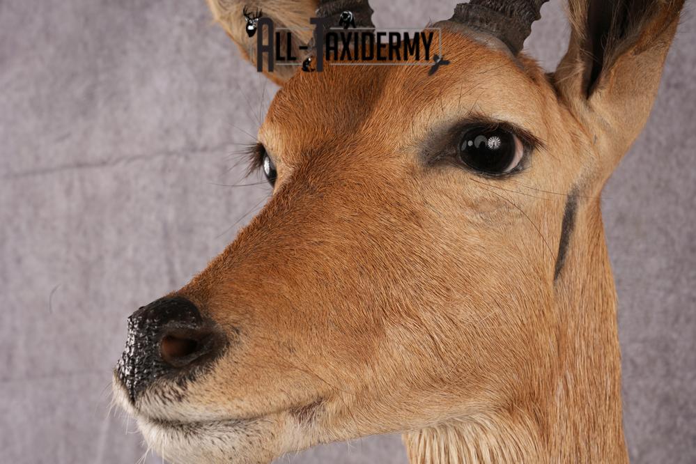 African Reedbuck taxidermy mount SKU 2543 - Image 4
