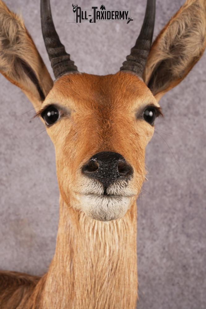 African Reedbuck taxidermy mount SKU 2543 - Image 2