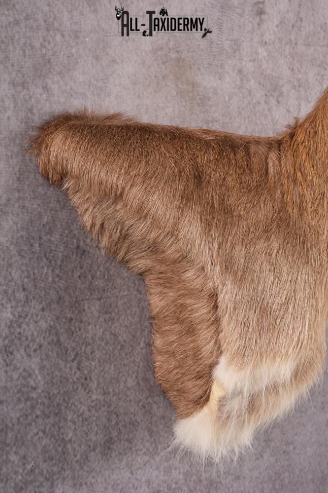 African Reedbuck taxidermy mount SKU 2543 - Image 9