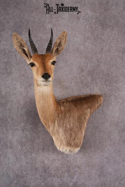 African Reed Buck Wall Pedestal taxidermy mount SKU 2530