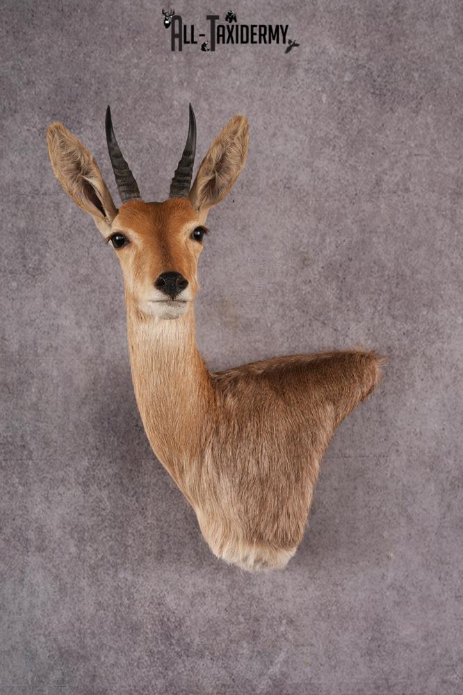 African Reed Buck Wall Pedestal taxidermy mount SKU 2530