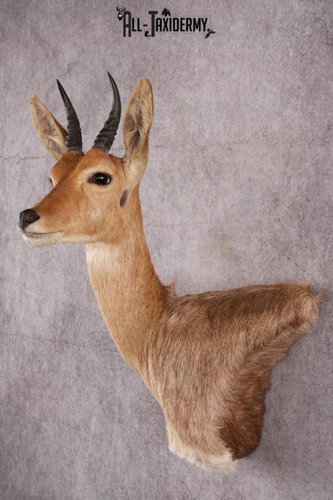 African Reed Buck Wall Pedestal taxidermy mount SKU 2530 - Image 5