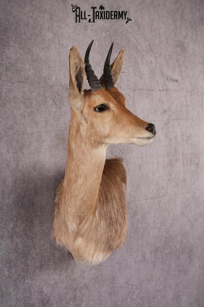 African Reed Buck Wall Pedestal taxidermy mount SKU 2530 - Image 4