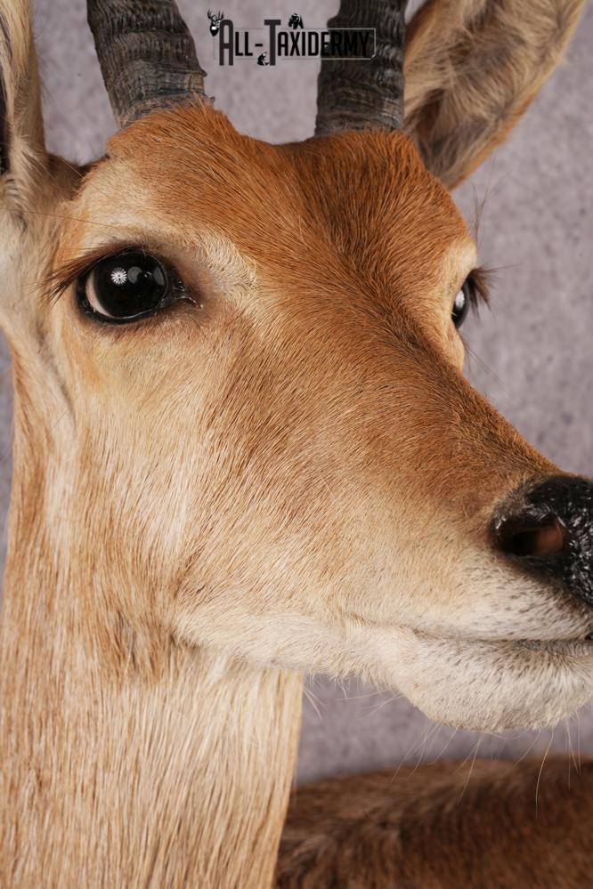 African Reed Buck Wall Pedestal taxidermy mount SKU 2530 - Image 8