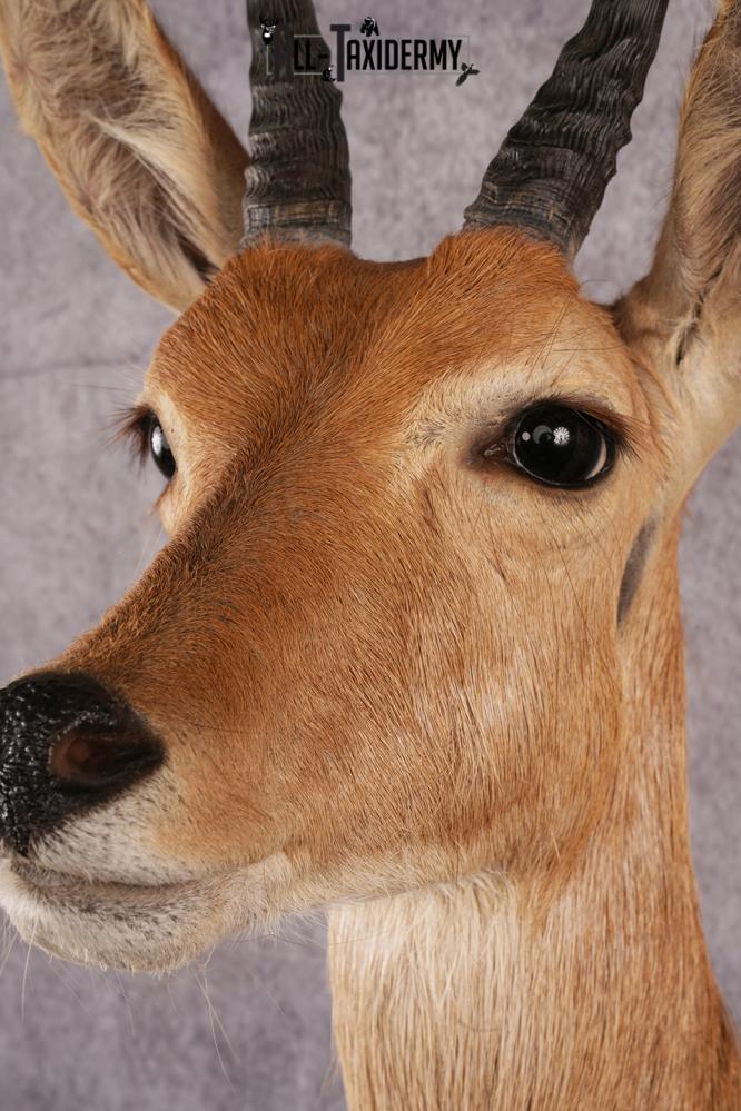 African Reed Buck Wall Pedestal taxidermy mount SKU 2530 - Image 7