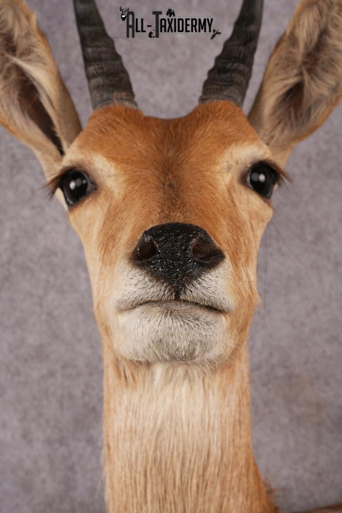 African Reed Buck Wall Pedestal taxidermy mount SKU 2530 - Image 6