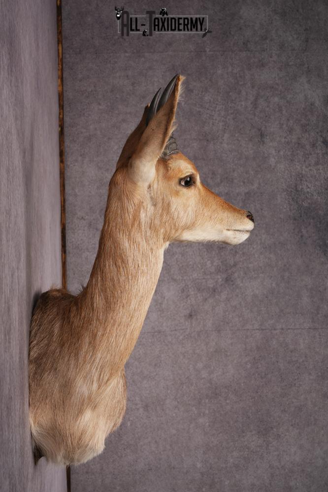 African Reed Buck Wall Pedestal taxidermy mount SKU 2530 - Image 3