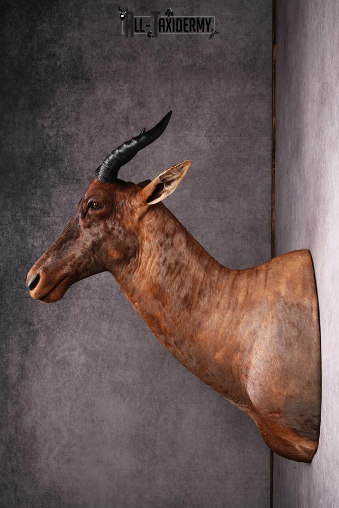 African Topi taxidermy mount SKU 2545 - Image 8