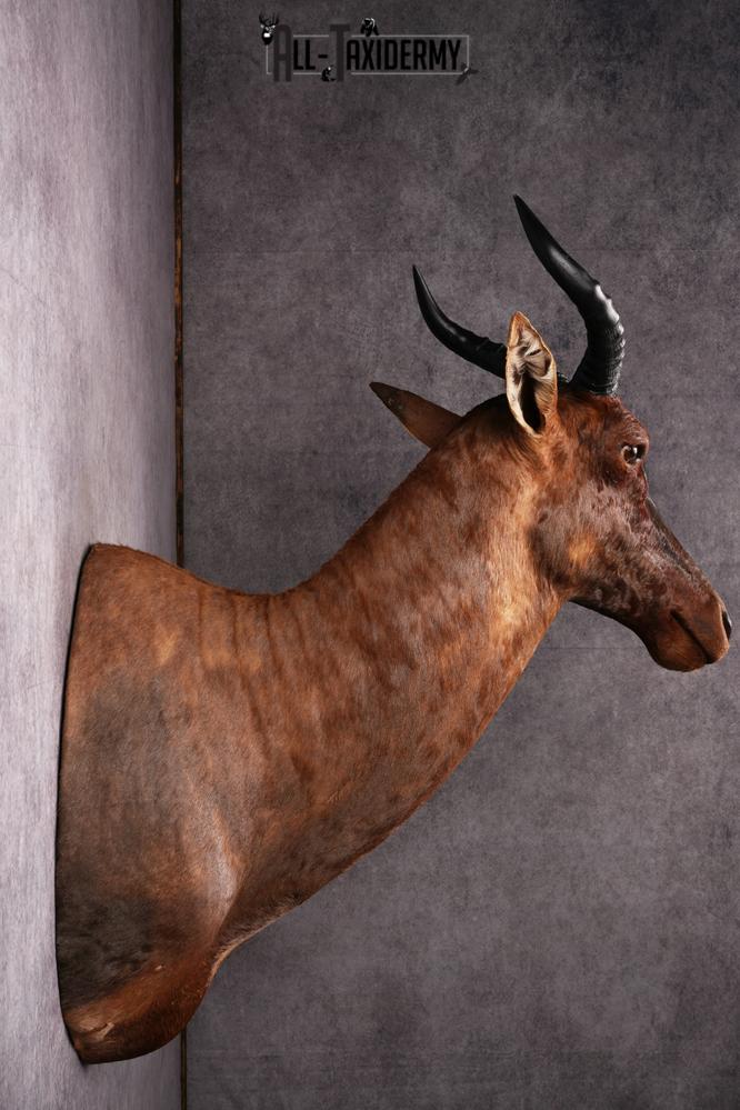 African Topi taxidermy mount SKU 2545 - Image 7