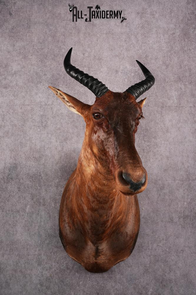 African Topi taxidermy mount SKU 2545
