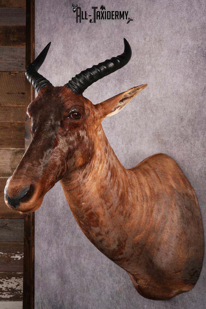 African Topi taxidermy mount SKU 2545 - Image 6