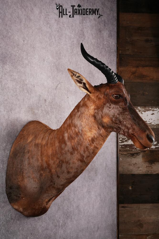 African Topi taxidermy mount SKU 2545 - Image 5