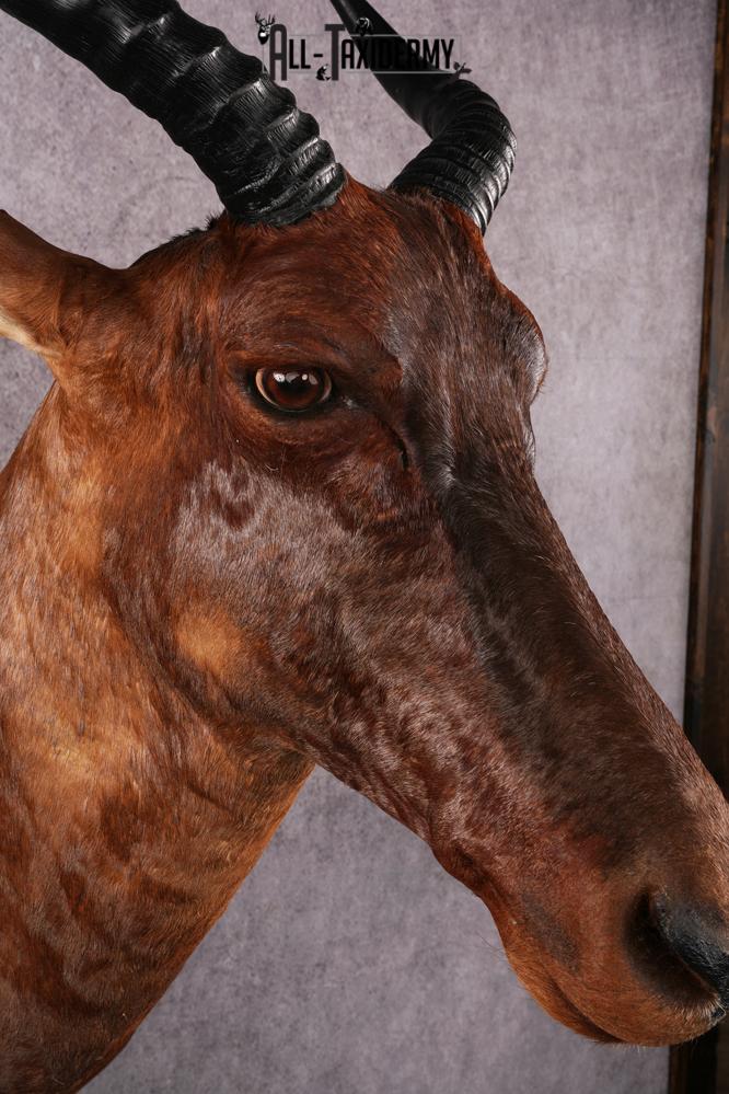 African Topi taxidermy mount SKU 2545 - Image 4