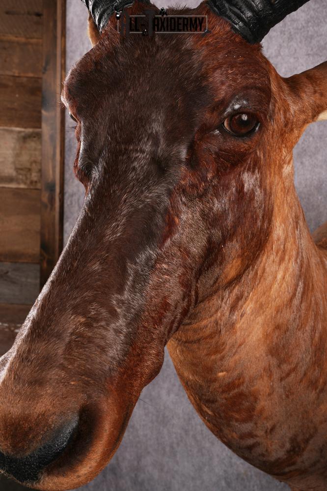 African Topi taxidermy mount SKU 2545 - Image 3