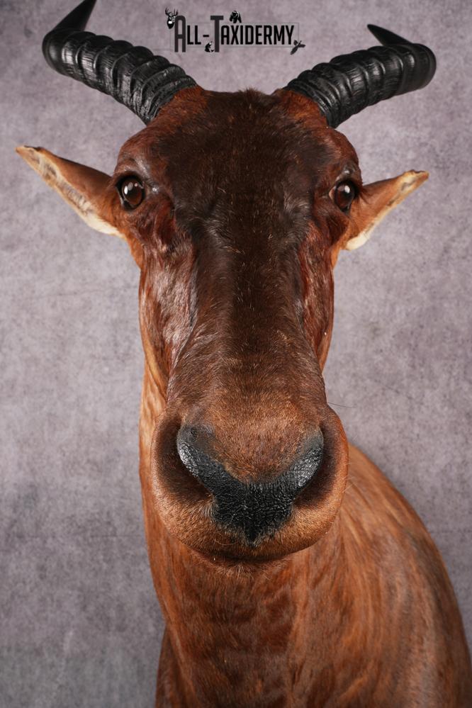 African Topi taxidermy mount SKU 2545 - Image 2