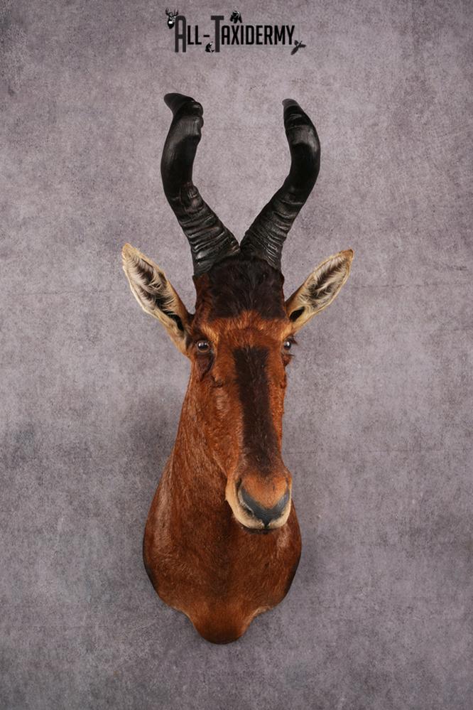 African Red Hartebeest taxidermy mount SKU 2544