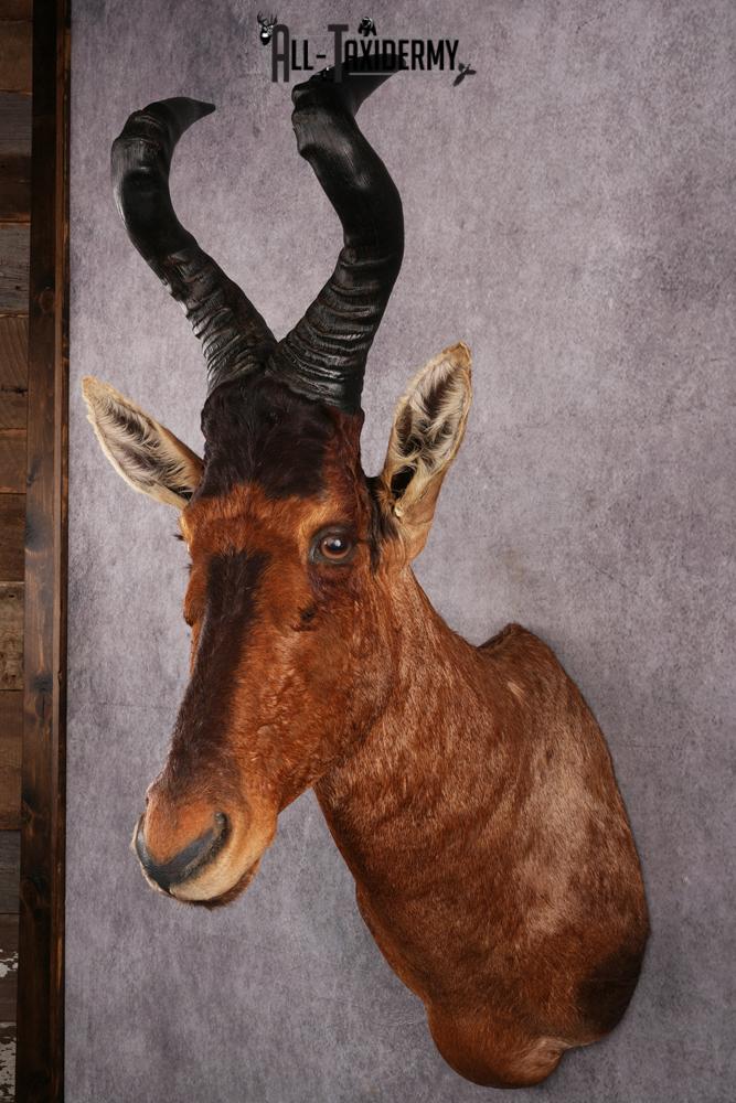 African Red Hartebeest taxidermy mount SKU 2544 - Image 5