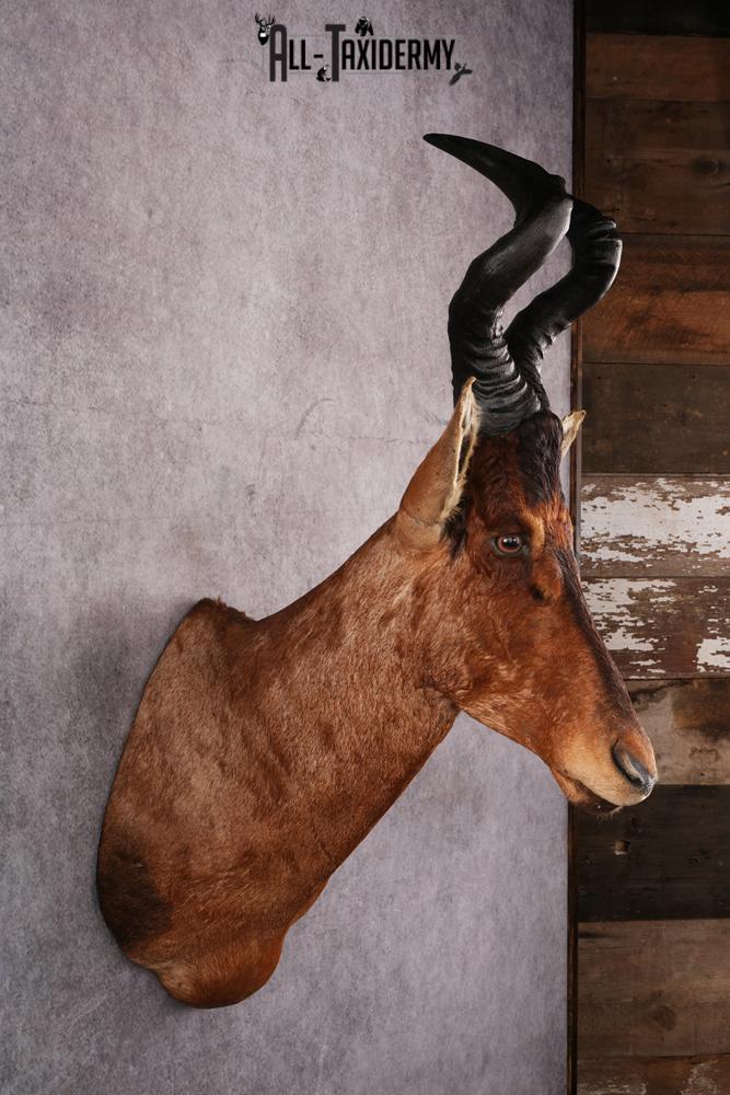 African Red Hartebeest taxidermy mount SKU 2544 - Image 4