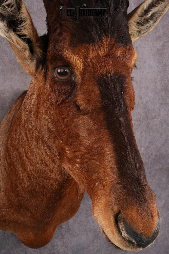 African Red Hartebeest taxidermy mount SKU 2544 - Image 8