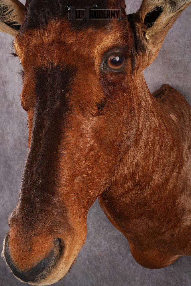 African Red Hartebeest taxidermy mount SKU 2544 - Image 7