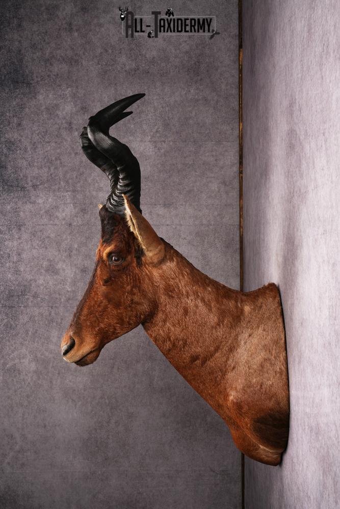 African Red Hartebeest taxidermy mount SKU 2544 - Image 3