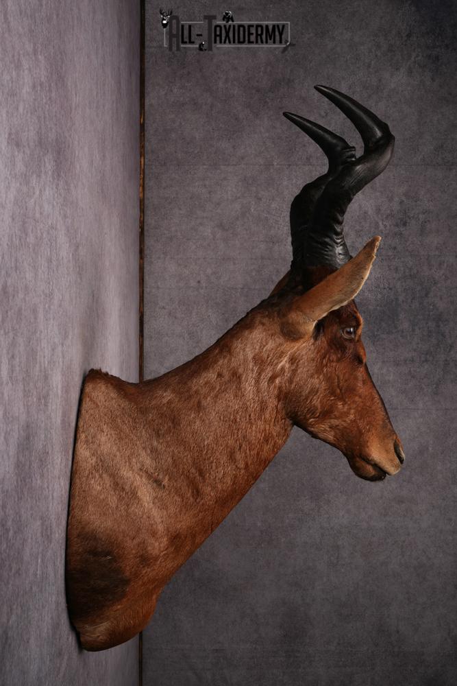 African Red Hartebeest taxidermy mount SKU 2544 - Image 2