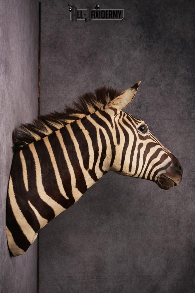 African Zebra taxidermy mount SKU 2554 - Image 8