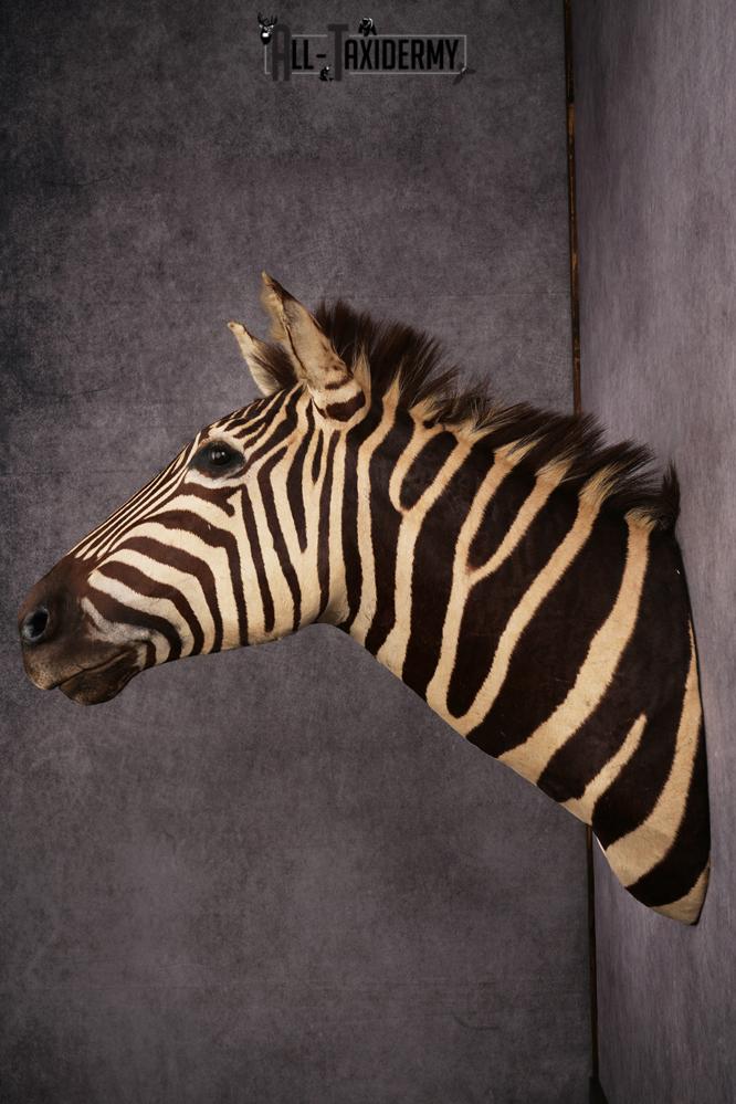 African Zebra taxidermy mount SKU 2554 - Image 7