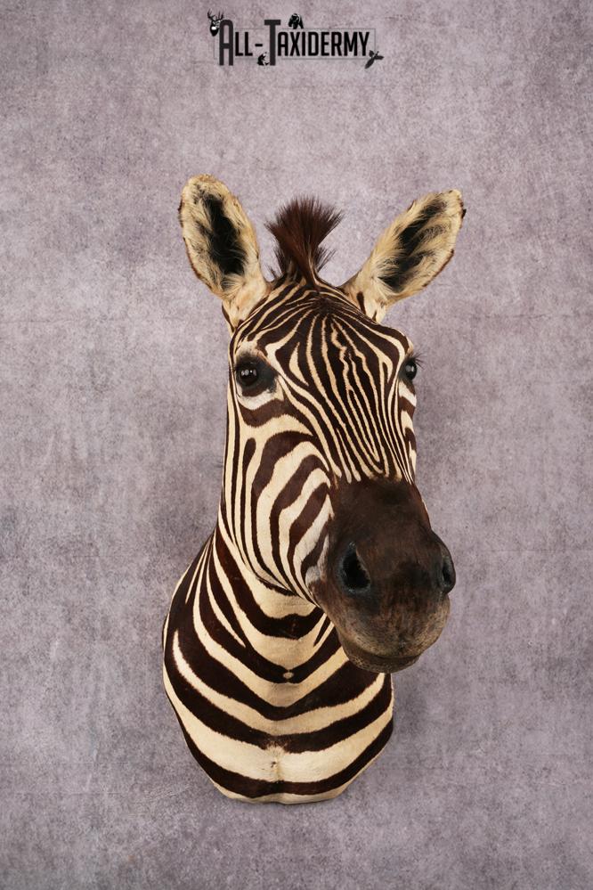 African Zebra taxidermy mount SKU 2554