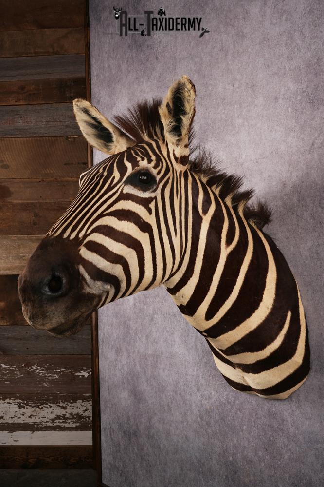 African Zebra taxidermy mount SKU 2554 - Image 6