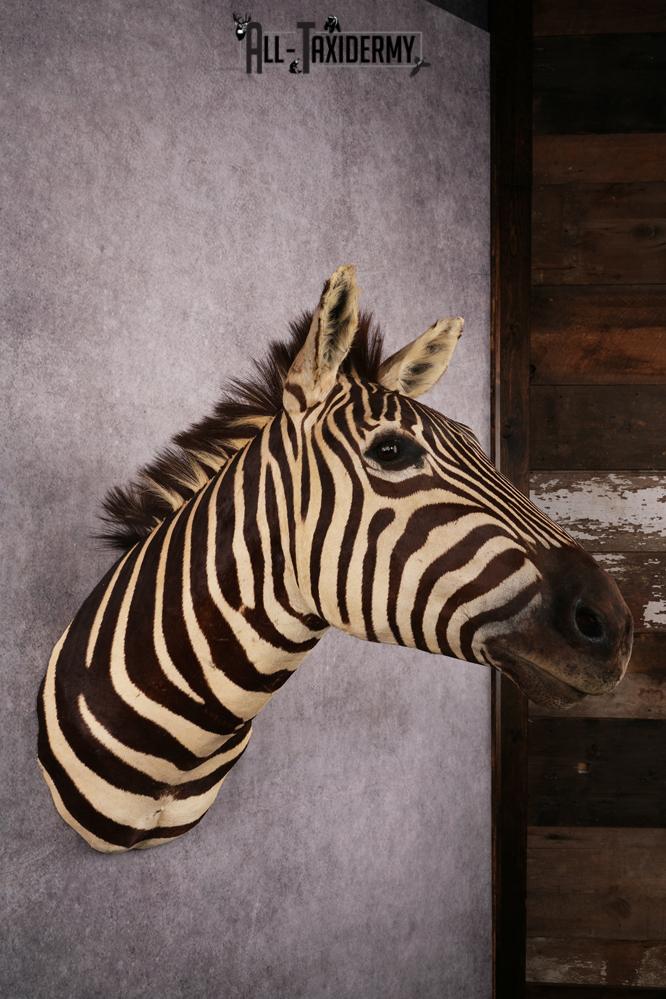 African Zebra taxidermy mount SKU 2554 - Image 5
