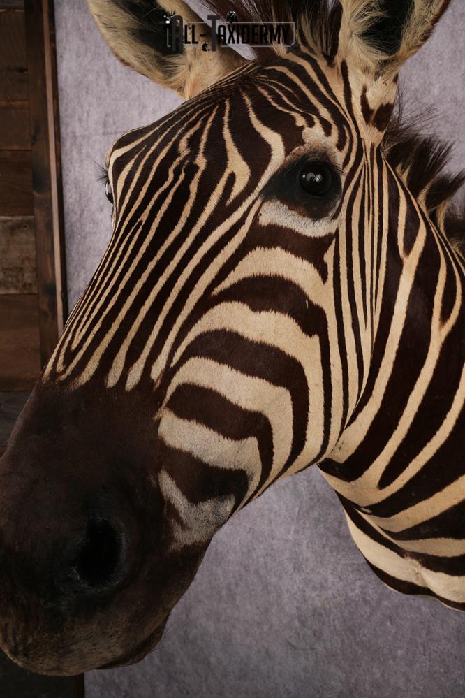 African Zebra taxidermy mount SKU 2554 - Image 4
