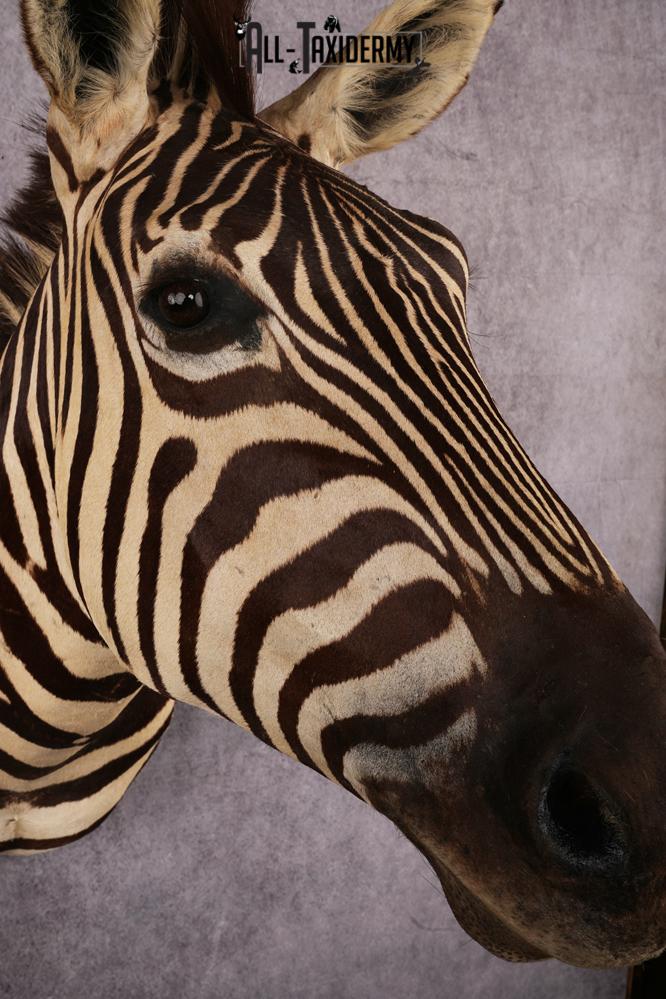 African Zebra taxidermy mount SKU 2554 - Image 3