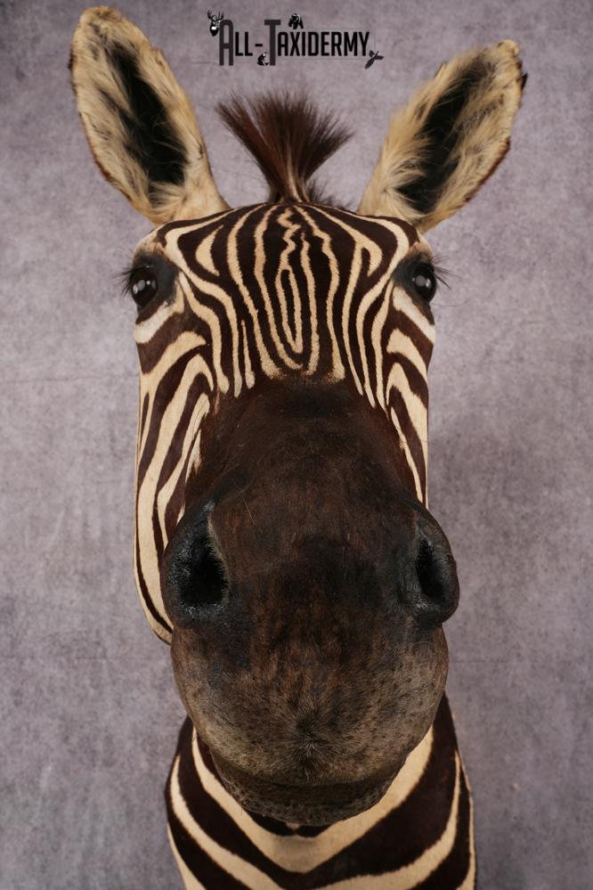 African Zebra taxidermy mount SKU 2554 - Image 2