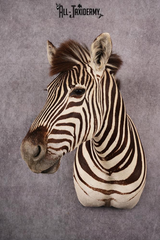 African Zebra taxidermy shoulder mount SKU 2510
