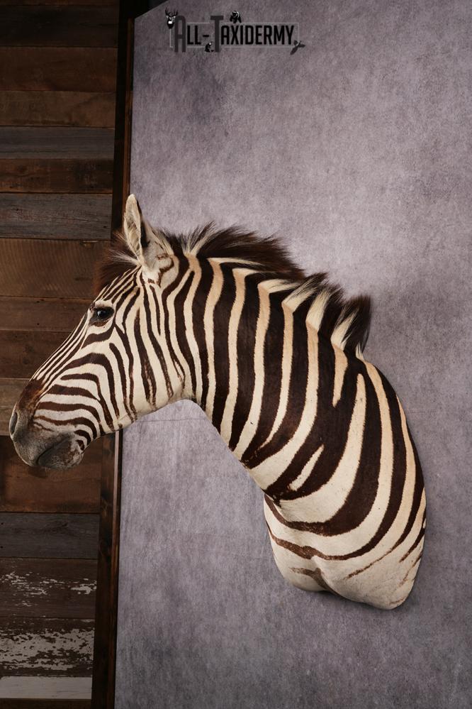 African Zebra taxidermy shoulder mount SKU 2510 - Image 7
