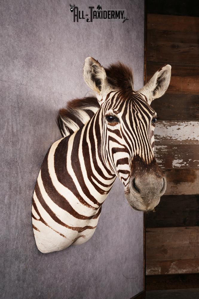 African Zebra taxidermy shoulder mount SKU 2510 - Image 6