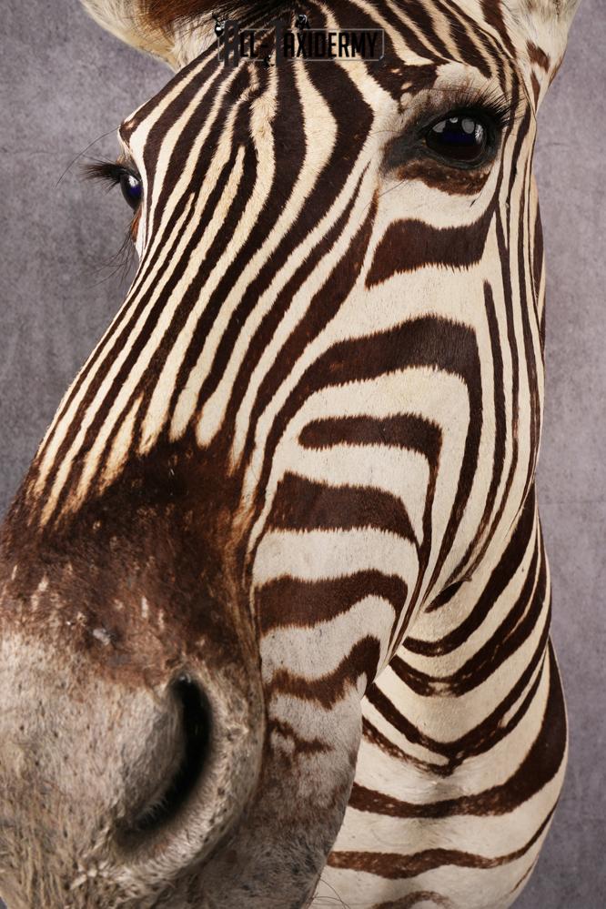 African Zebra taxidermy shoulder mount SKU 2510 - Image 4