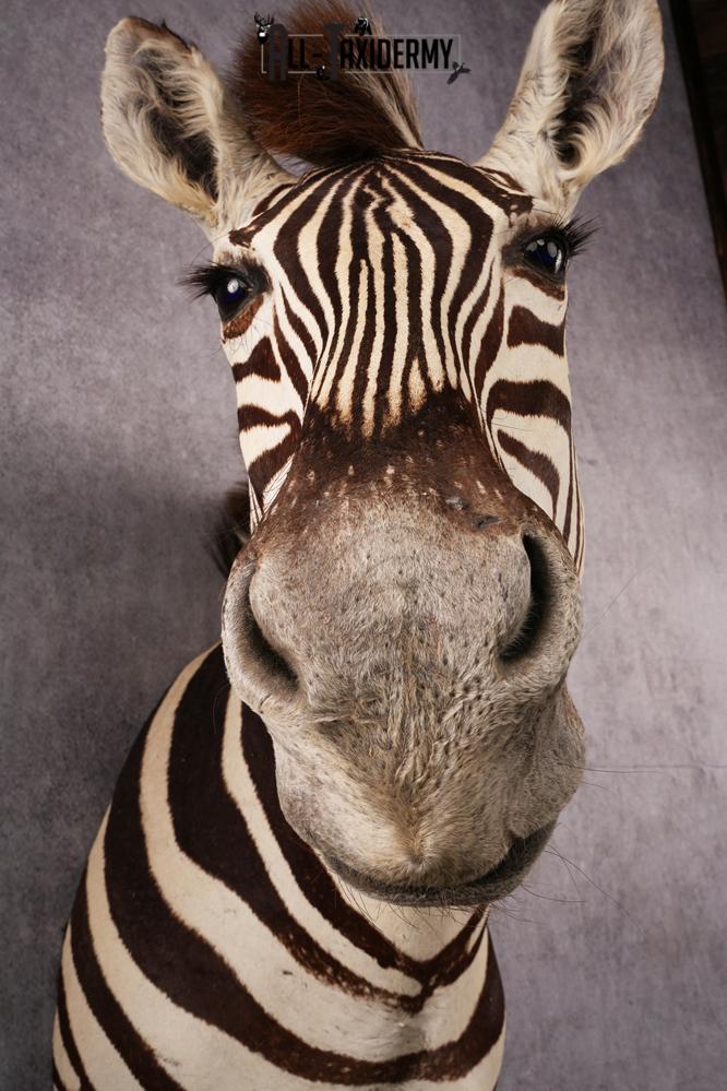 African Zebra taxidermy shoulder mount SKU 2510 - Image 3