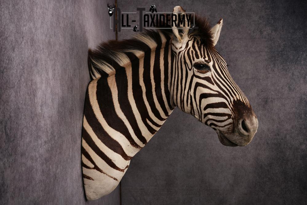 African Zebra taxidermy shoulder mount SKU 2510 - Image 2