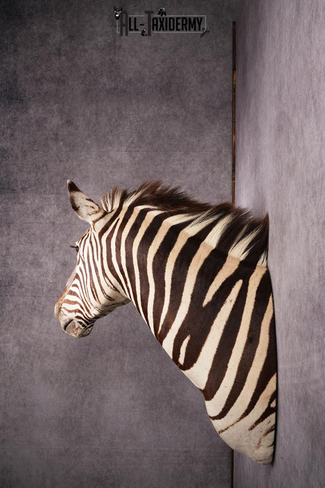 African Zebra taxidermy shoulder mount SKU 2510 - Image 8