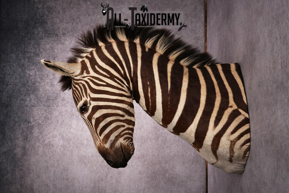 African Zebra taxidermy mount SKU 2562 - Image 9