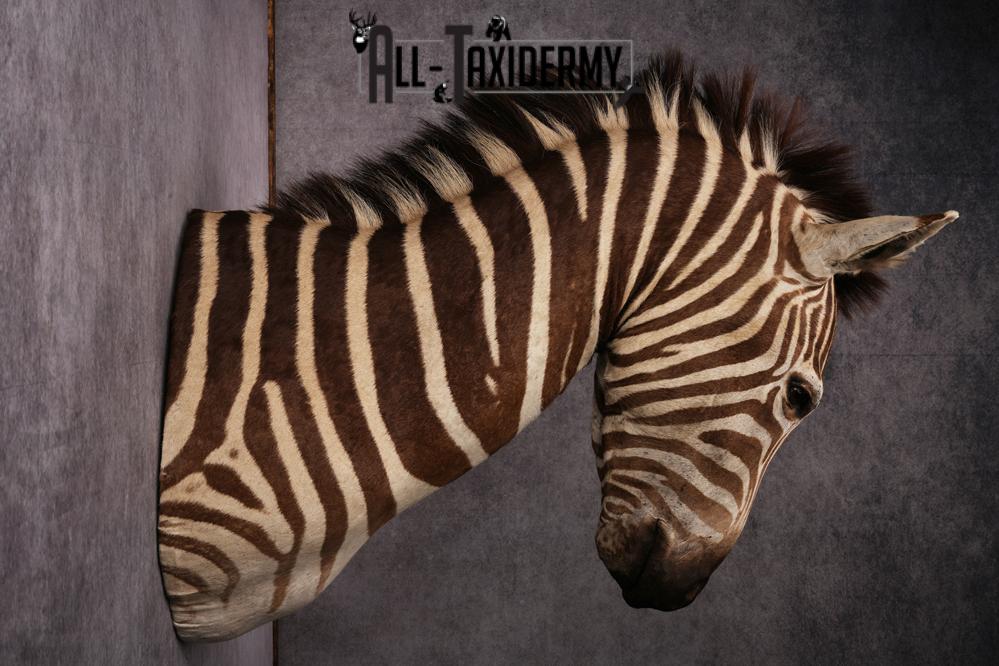 African Zebra taxidermy mount SKU 2562 - Image 8