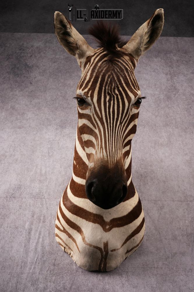 African Zebra taxidermy mount SKU 2562 - Image 7