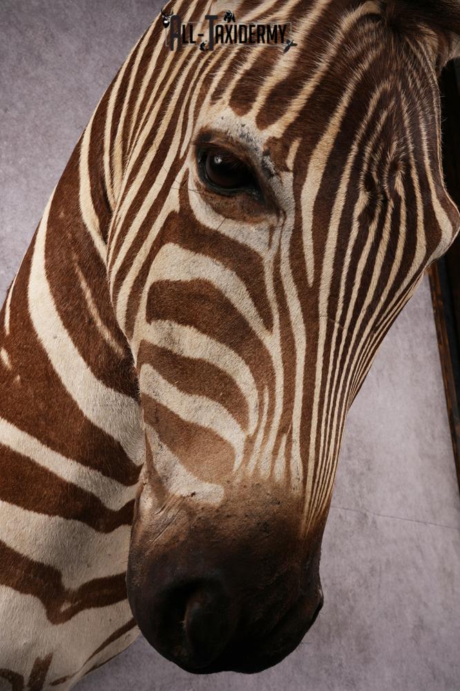 African Zebra taxidermy mount SKU 2562 - Image 6