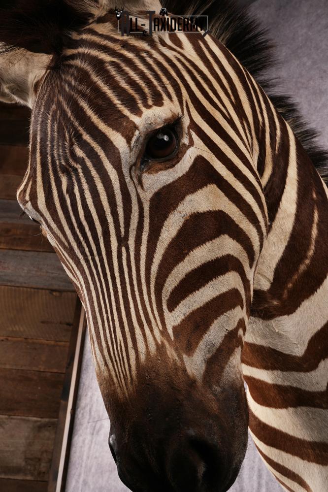 African Zebra taxidermy mount SKU 2562 - Image 5