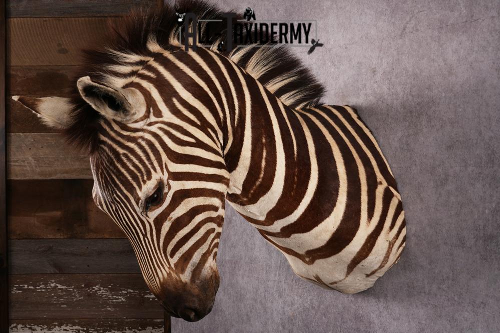 African Zebra taxidermy mount SKU 2562 - Image 4