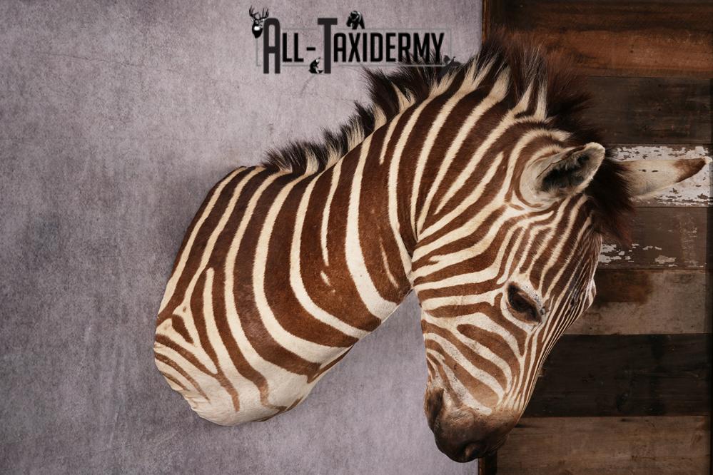 African Zebra taxidermy mount SKU 2562 - Image 3
